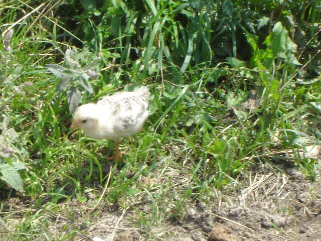 C1DSC2789-Pui 1.JPG