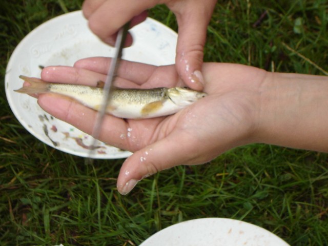 C1DSC2873-Curatand pestisori 2.JPG
