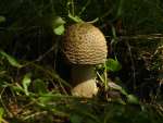 C1DSC3150-Ciupercutza.JPG