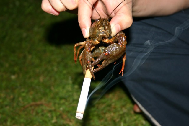 Zodia cancerului