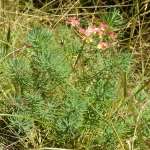 C1DSC05105-Floare.JPG